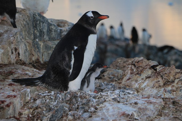 IMG_1790 por Juracy Villas Boas ∏.jpg